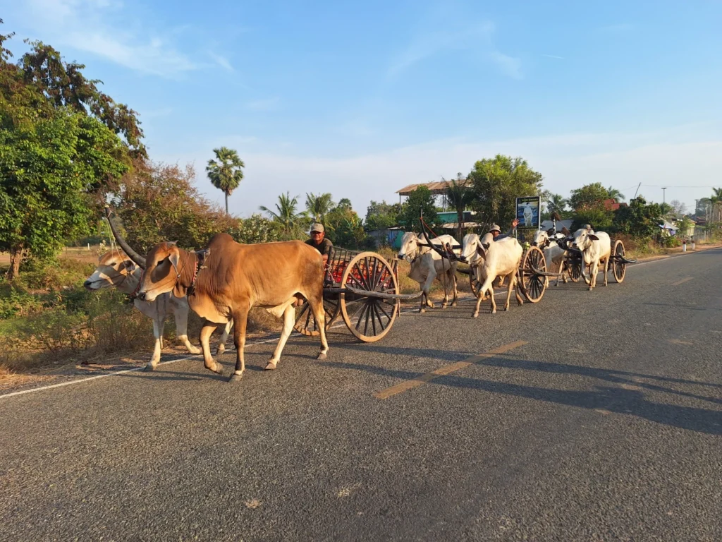 Pairs of ox towing wooden carts intended for tourists